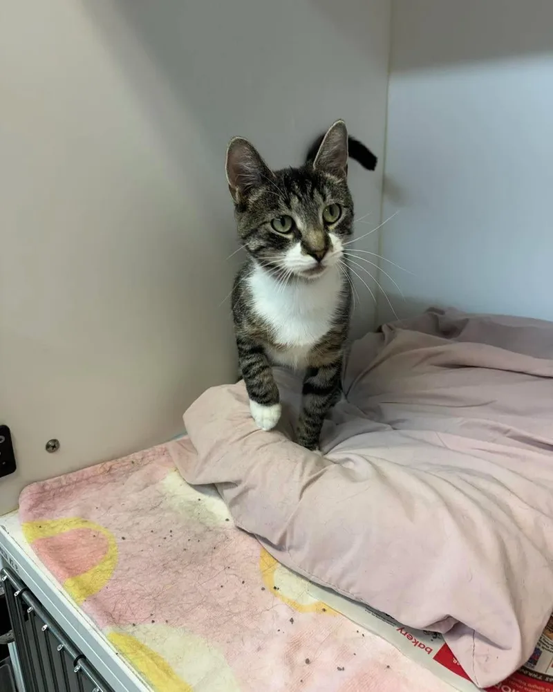 An adult medium-sized female Tabby (Brown / Chocolate) Domestic Short Hair cat named Claire for adoption in Bloomfield, NJ