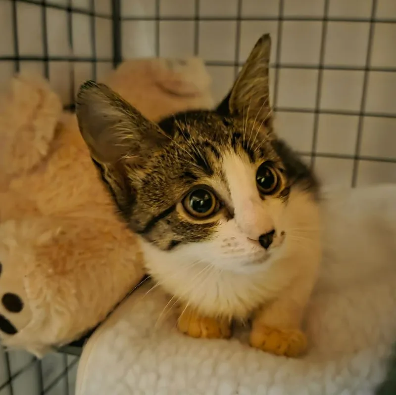 A baby medium-sized female Tabby (Brown / Chocolate) American Shorthair cat named Margaret and Lilie for adoption in New York, NY