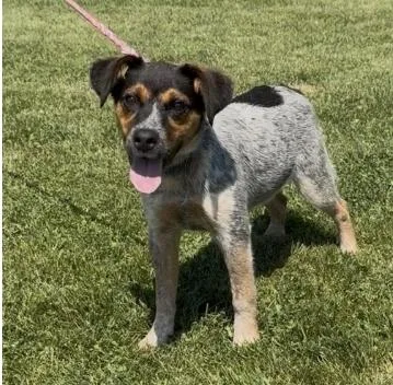 A young medium-sized female Tricolor (Brown, Black, & White) Australian Cattle Dog / Blue Heeler dog named Dollie for adoption in Chillicothe, MO