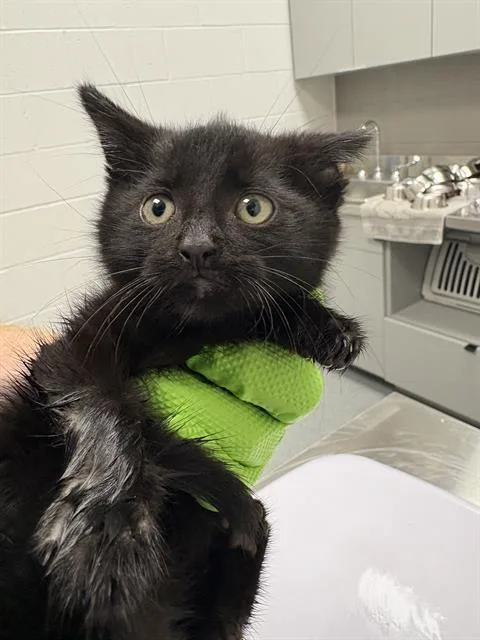 A baby small-sized female Domestic Short Hair cat named Mila for adoption in Indianapolis, IN