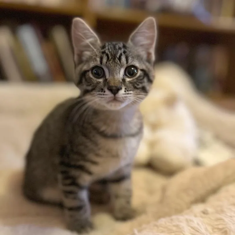 A baby small-sized male Domestic Short Hair cat named Chonk for adoption in Hailey, ID