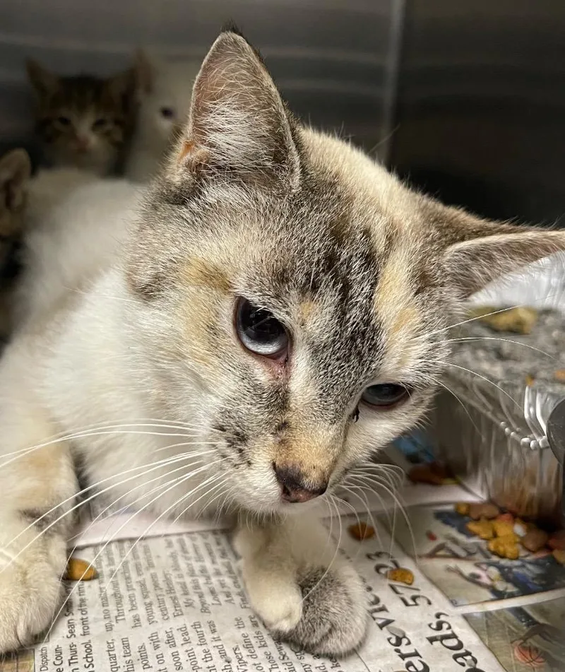 A young small-sized female Domestic Short Hair cat named Freya for adoption in Henderson, NC