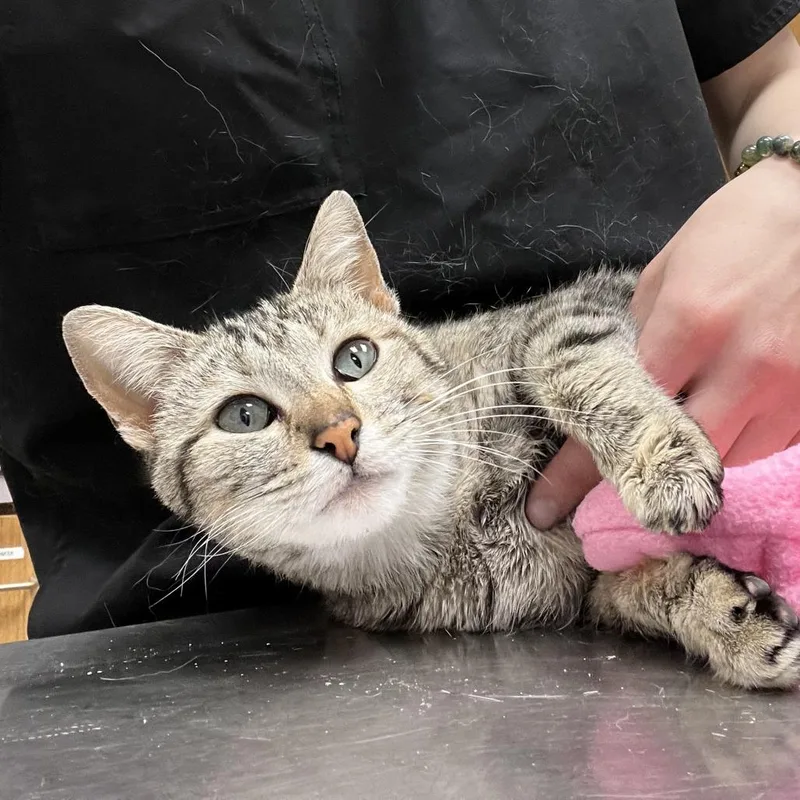 An adult medium-sized female Brown / Chocolate Domestic Short Hair cat named Sandy for adoption in Durango, CO