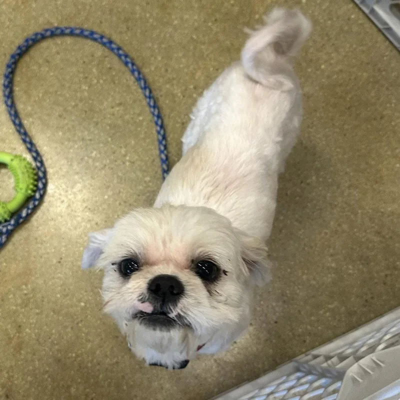 A young small-sized male Shih Tzu dog named Lary for adoption in Fort Pierce, FL