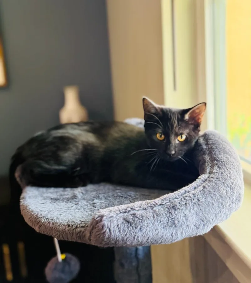 A baby medium-sized female Domestic Short Hair cat named Luna for adoption in San Antonio, TX