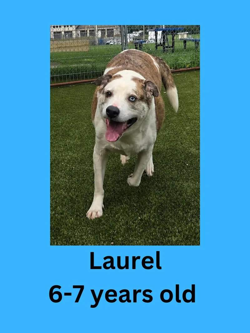 Laurel