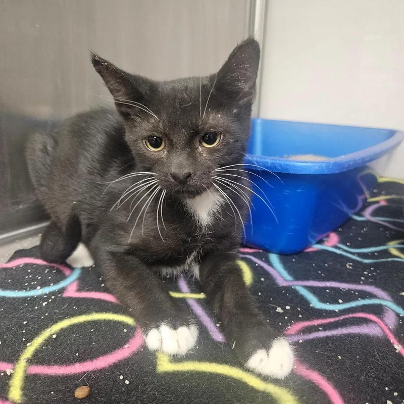 A baby small-sized male Black Domestic Short Hair cat named Rob for adoption in Grantsville, UT