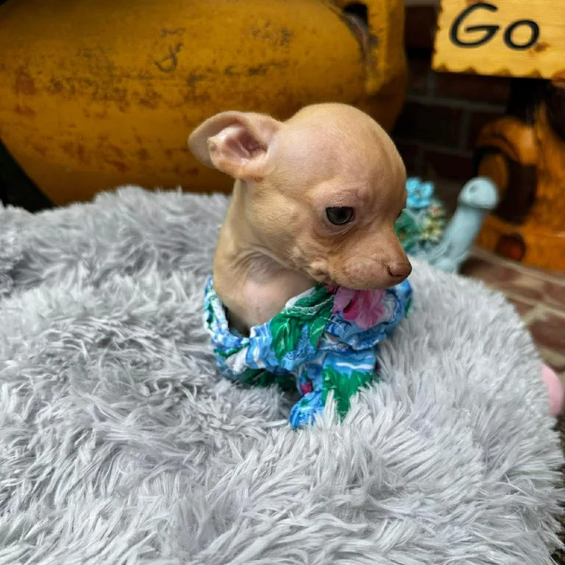 Gilligan thumbnail 2