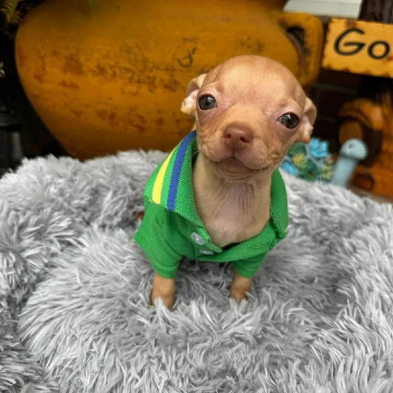 A baby small-sized male Yellow / Tan / Blond / Fawn Chihuahua dog named Gilligan for adoption in Justin, TX