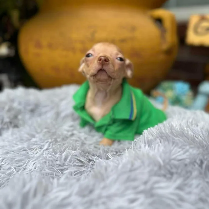 Gilligan thumbnail 3