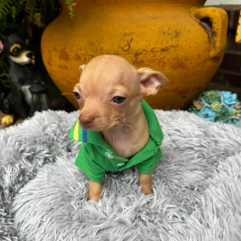 Gilligan thumbnail 4