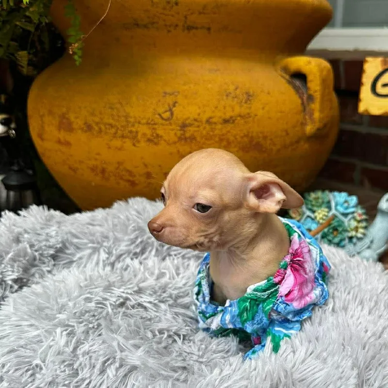 Gilligan thumbnail 5