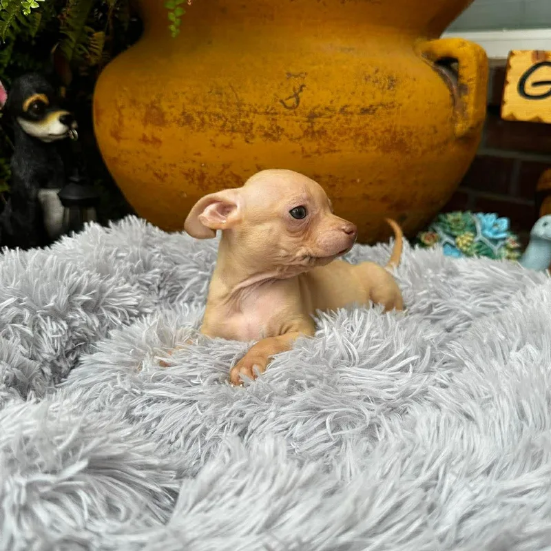 Gilligan thumbnail 6