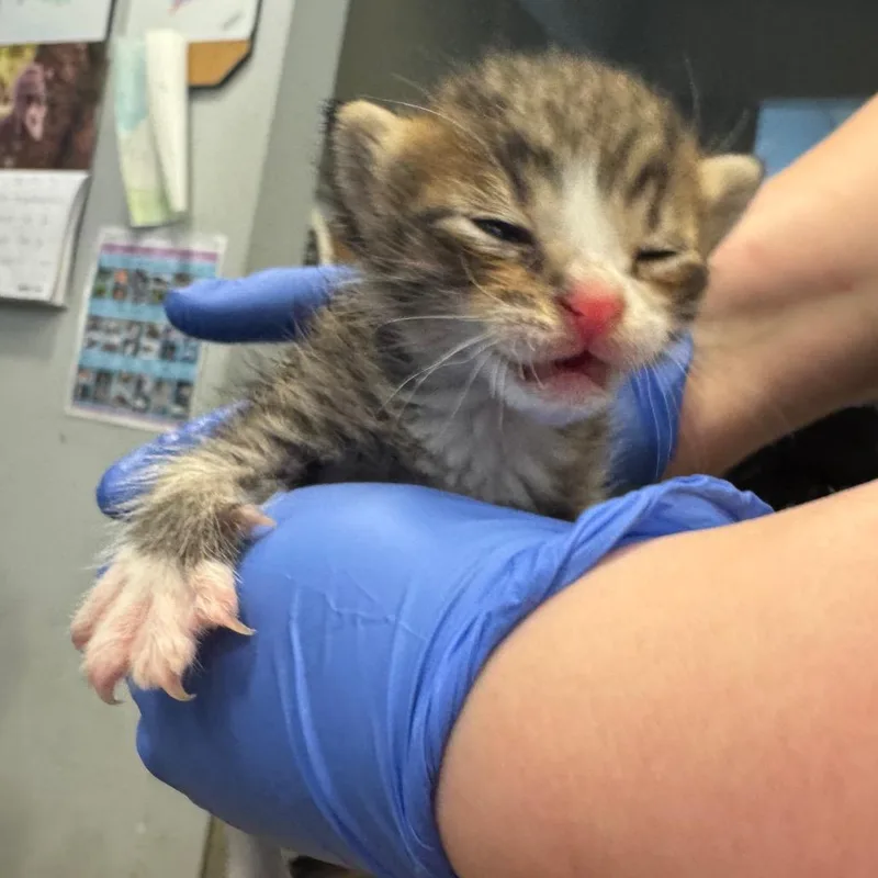 A baby small-sized male Brown / Chocolate Domestic Short Hair cat named Bap for adoption in Columbus, GA
