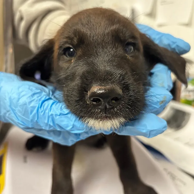 A young small-sized male Brown / Chocolate Australian Cattle Dog / Blue Heeler dog named Reagen for adoption in Yuma, AZ