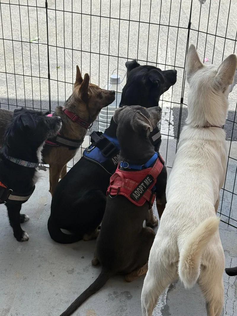 An adult medium-sized female Terrier dog named Carmi. for adoption in San Diego, CA