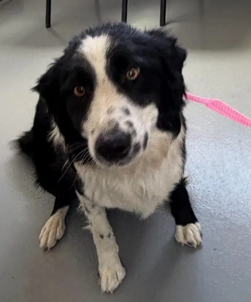 Maggie