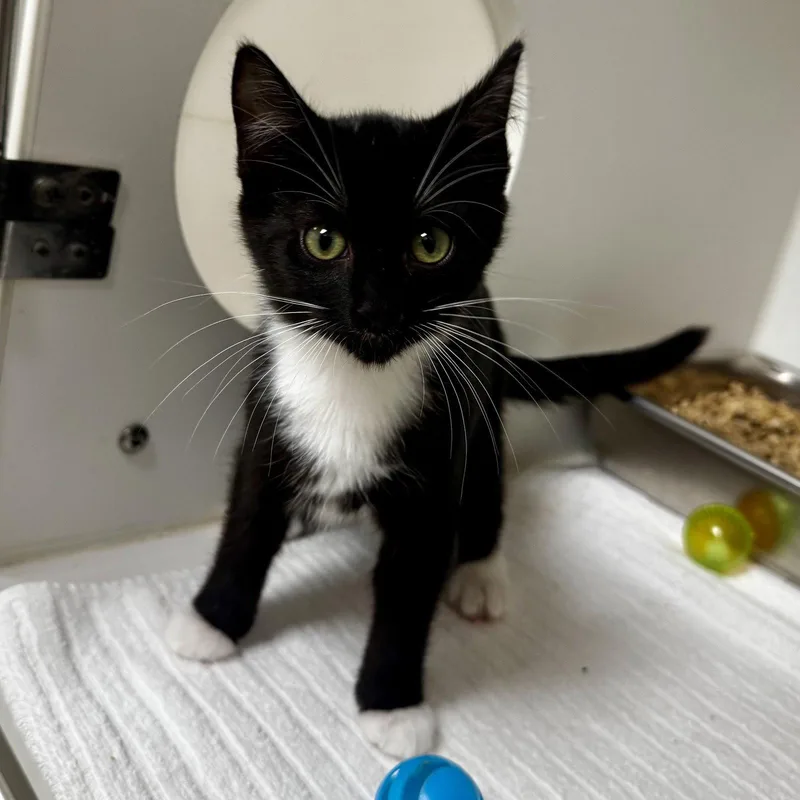 A baby medium-sized female Black & White / Tuxedo Domestic Short Hair cat named Whitney for adoption in Hilton Head Island, SC