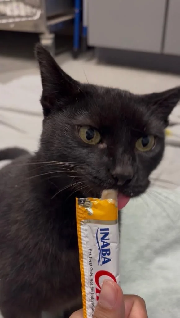 An adult medium-sized female Domestic Short Hair cat named Pringle for adoption in Bloomington, IN