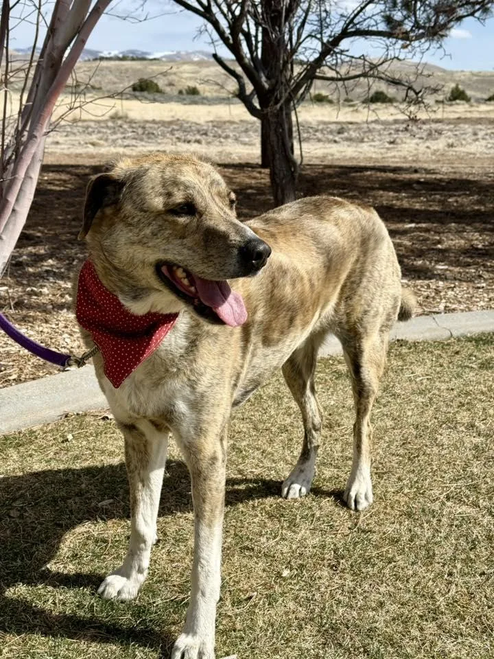 A senior large-sized male Brindle Mixed Breed dog named Arlo for adoption in Gardnerville, NV