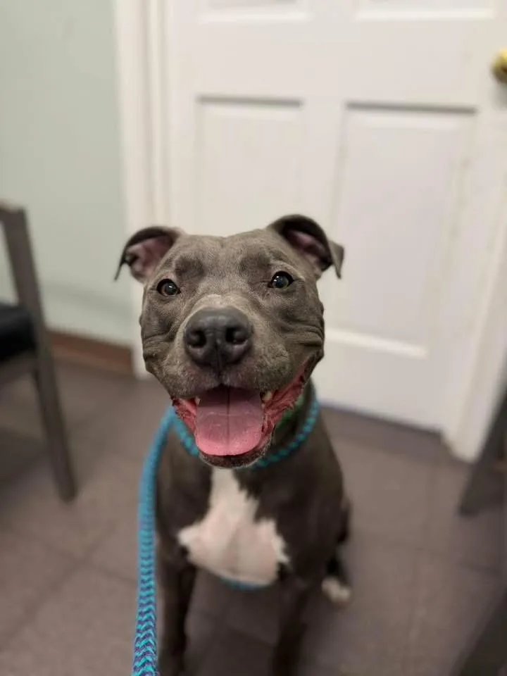 An adult large-sized male Gray / Blue / Silver Pit Bull Terrier dog named Bear for adoption in Dillsburg, PA