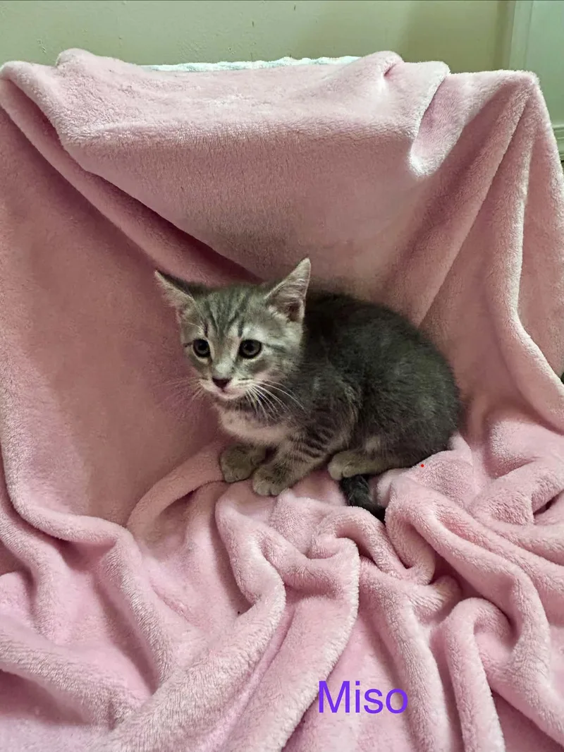 A baby medium-sized female Domestic Short Hair cat named Miso for adoption in Forest, VA