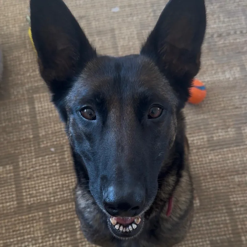 Zoey Bear