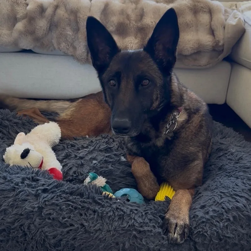 Zoey Bear thumbnail 3