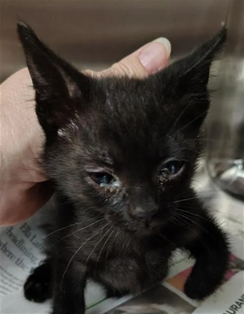 A baby medium-sized male Domestic Short Hair cat named Jeffrey for adoption in Dallas, TX