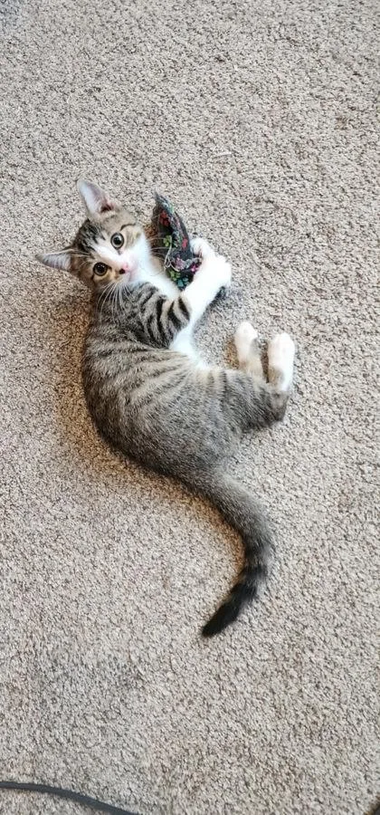 A young small-sized male Domestic Short Hair cat named Chance for adoption in Berwick, PA