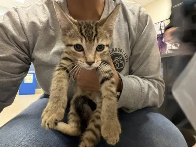 A baby small-sized male Domestic Short Hair cat named Alvin for adoption in Miami, FL