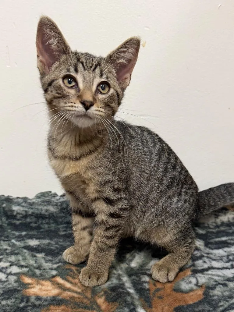 A baby medium-sized male Domestic Short Hair cat named Hansel for adoption in Amery, WI