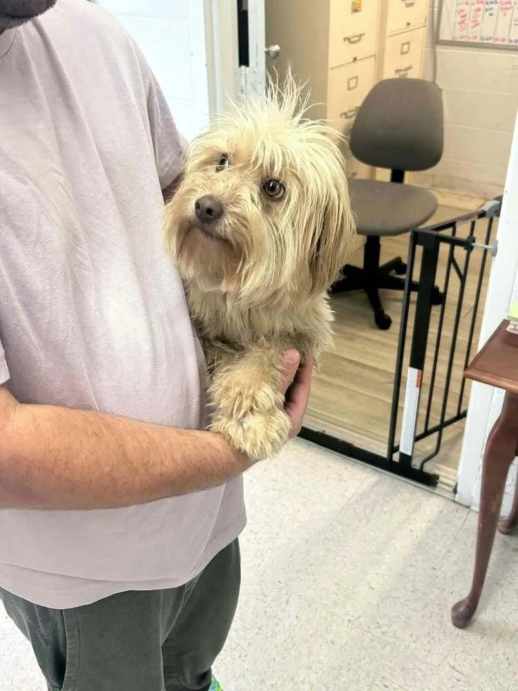 An adult small-sized male Poodle dog named Charleston for adoption in Aurora, IN