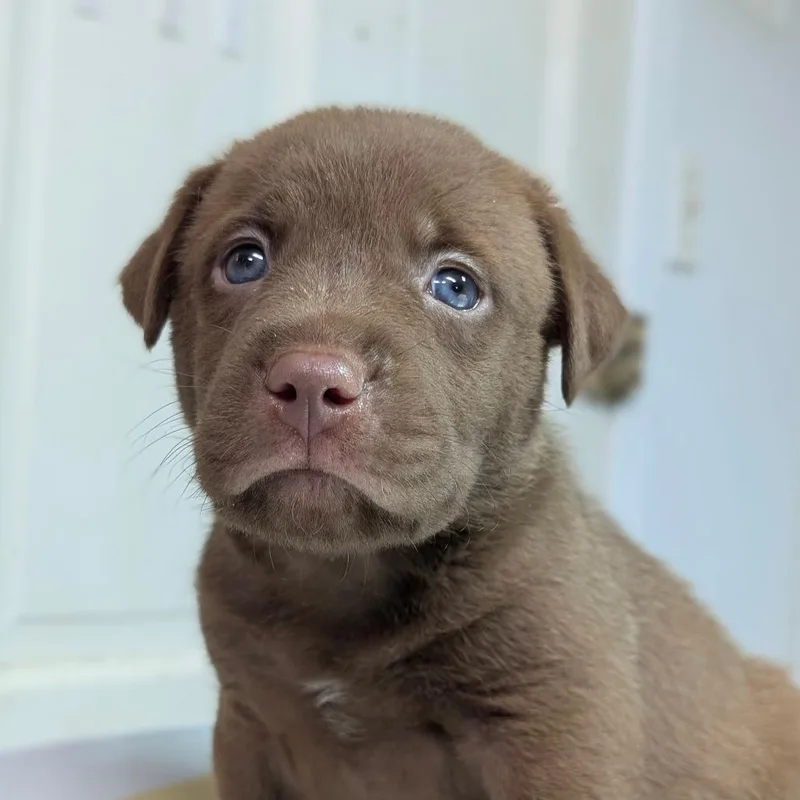 A baby medium-sized male Brown / Chocolate Mixed Breed dog named Sam Sam for adoption in Leander, TX