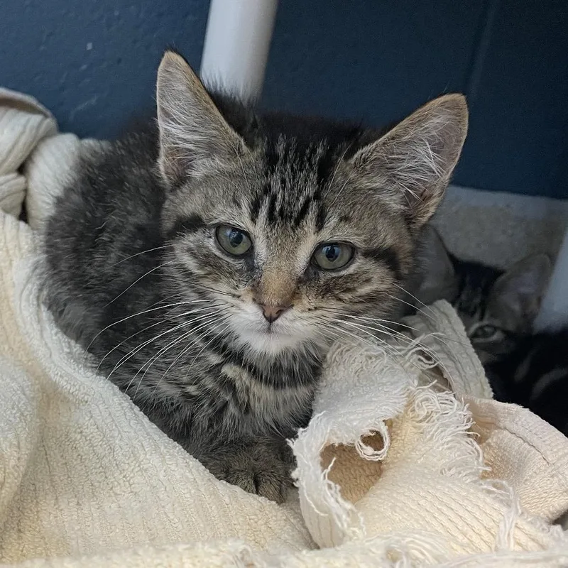 A baby small-sized female Brown / Chocolate Domestic Short Hair cat named Mira for adoption in Bristol, IN