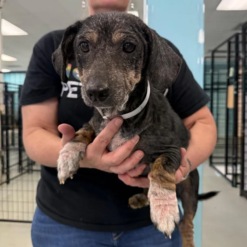 An adult small-sized female Black Chihuahua dog named Michaela for adoption in Houston, TX