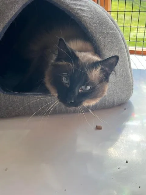 An adult large-sized male Seal Point Balinese cat named Simba for adoption in Spencer, MA