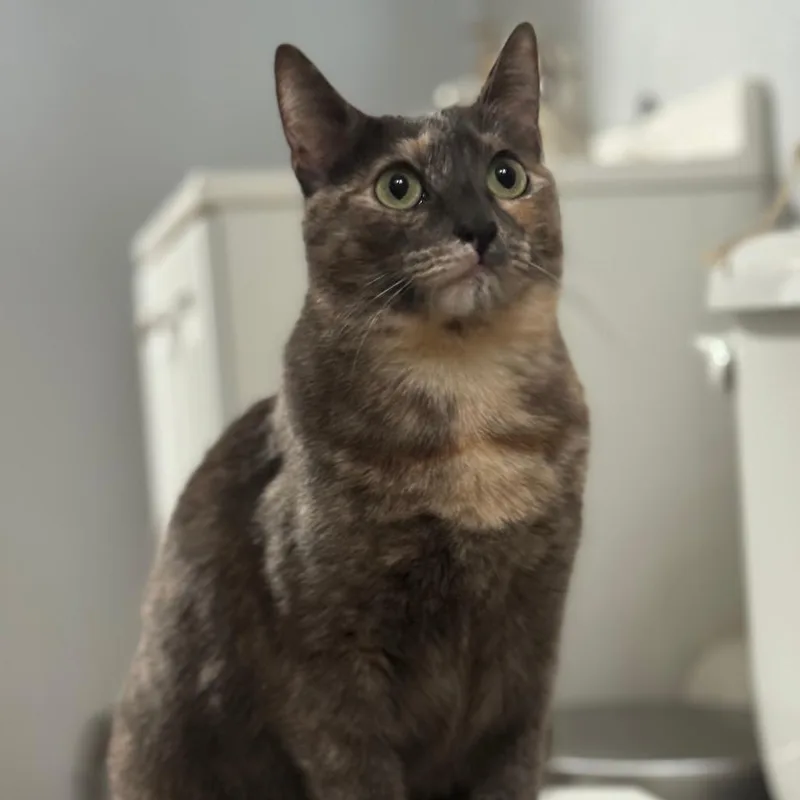 An adult small-sized female Tortoiseshell American Shorthair cat named Daisy for adoption in San Pablo, CA