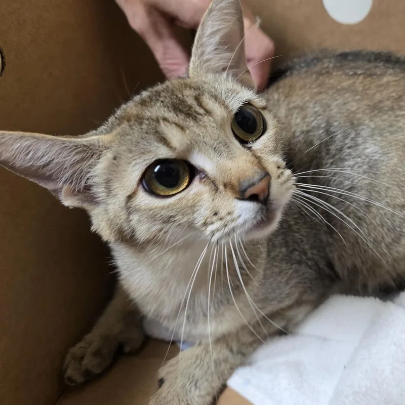 A young medium-sized female Brown / Chocolate Domestic Short Hair cat named Snickerdoodle for adoption in Novelty, OH