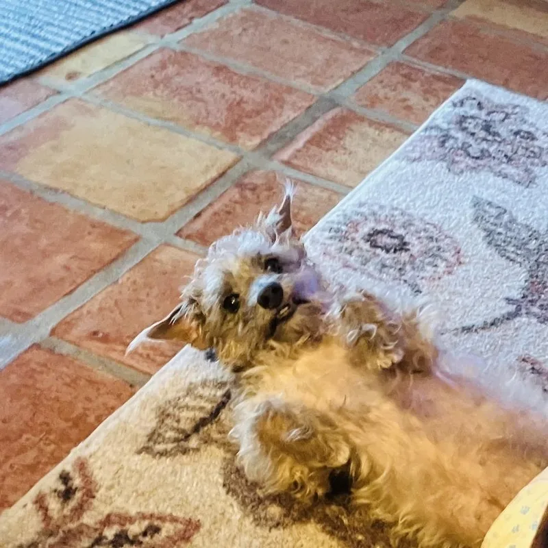 Shaggy thumbnail 3