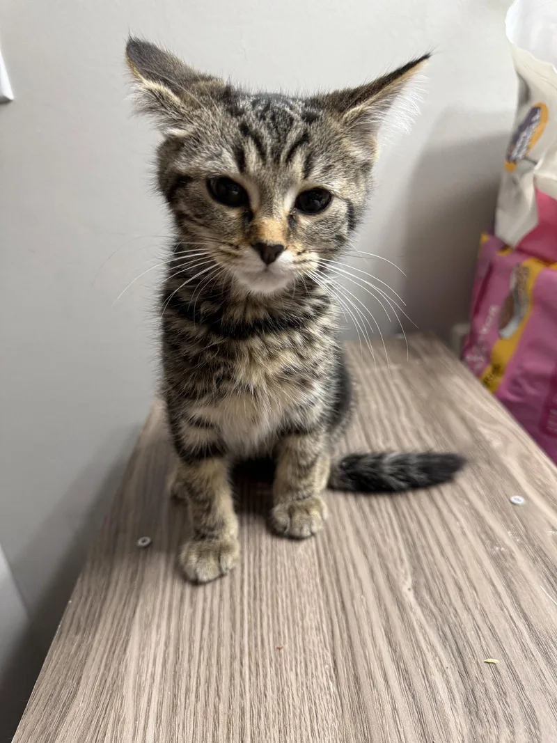 A baby medium-sized male Tabby cat named Wilbur for adoption in Georgetown, KY