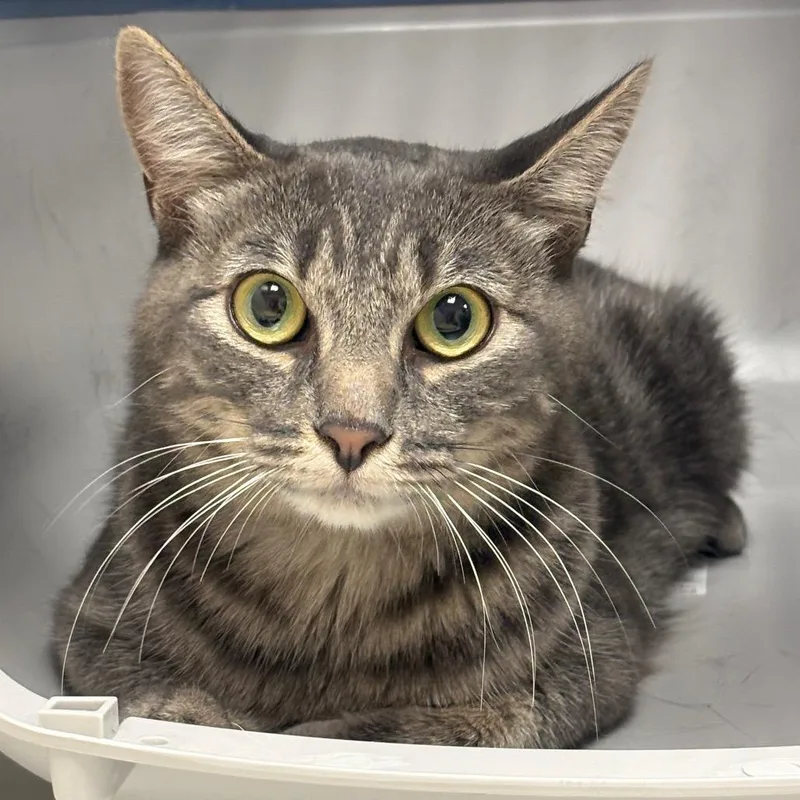 Stray Hold Buffy