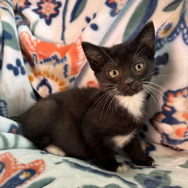 A baby small-sized female Black & White / Tuxedo Domestic Short Hair cat named Beignet for adoption in Bentonville, AR