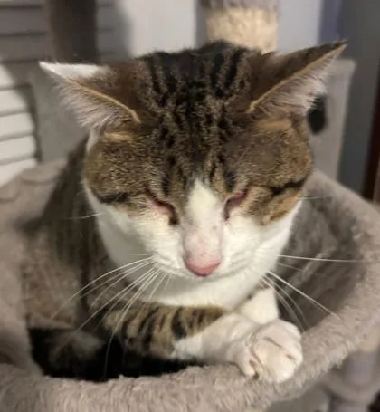 Stevie Wonder thumbnail 2