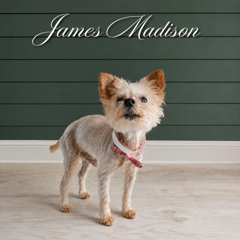 Presidential Litter James