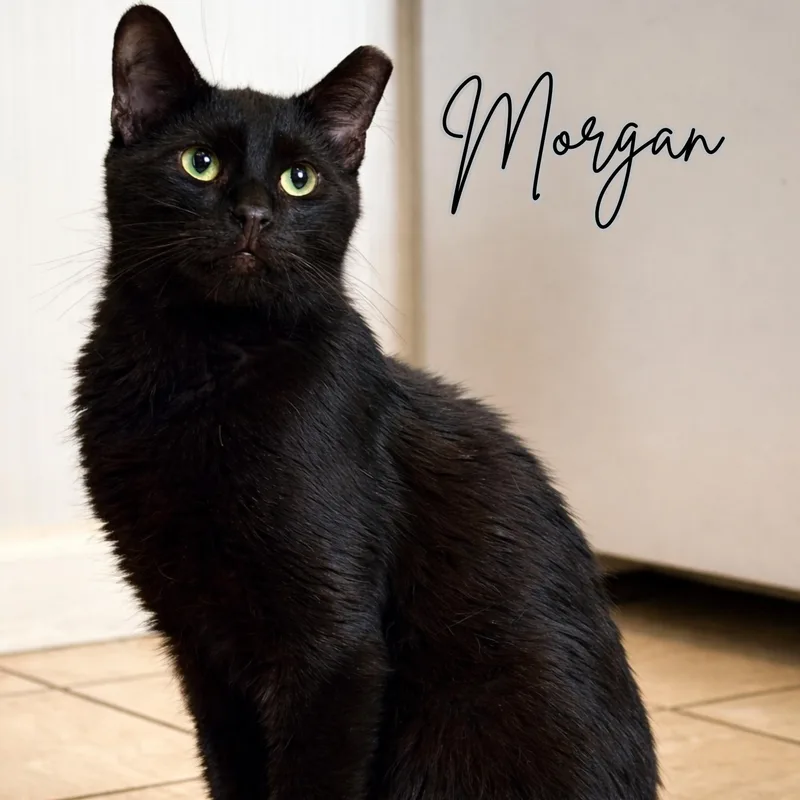 An adult medium-sized male Black Domestic Short Hair cat named Morgan for adoption in West Mifflin, PA