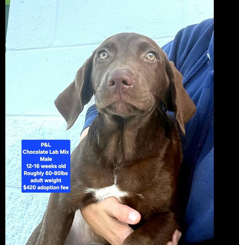 A baby large-sized male Chocolate Labrador Retriever dog named P&l for adoption in Oviedo, FL