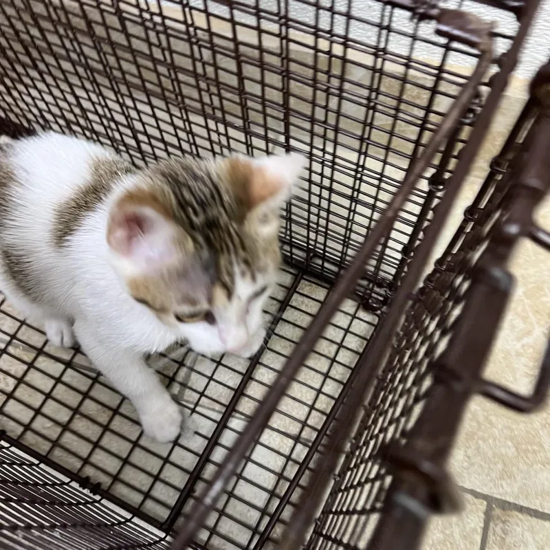A baby small-sized female White Domestic Short Hair cat named Guido for adoption in Galveston, TX