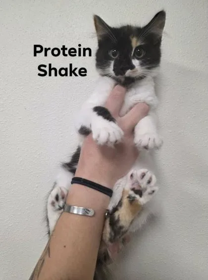 A baby small-sized female Domestic Long Hair cat named Protein Shake for adoption in Aberdeen, SD