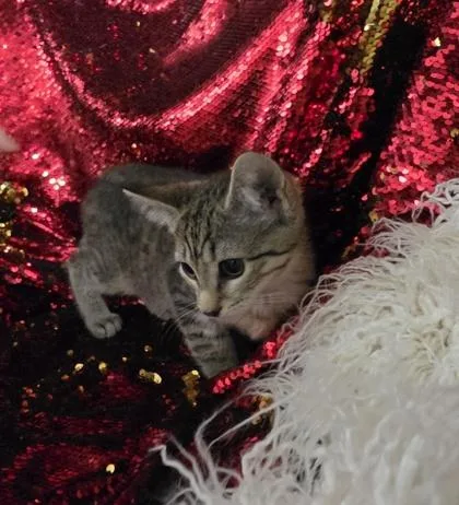 A baby small-sized female Domestic Short Hair cat named Bonnie @ PetSmart Conway for adoption in Conway, SC